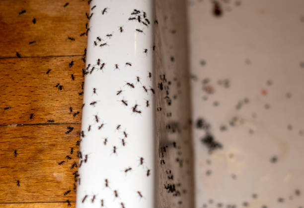 Best Bed Bug Extermination  in Grosse Pointe Woods, MI