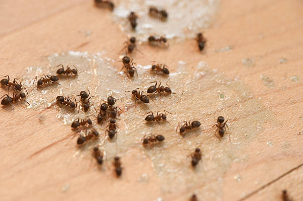 Best Wildlife Control Services  in Grosse Pointe Woods, MI
