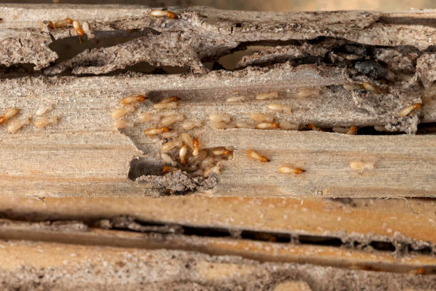 Best Affordable Pest Control Services  in Grosse Pointe Woods, MI